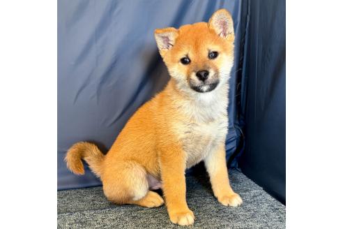成約済の愛知県の柴犬-349992の4枚目